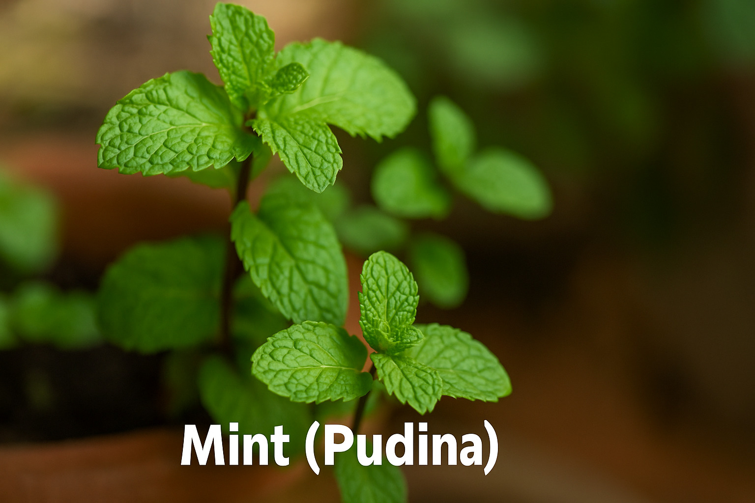 Close-up of a healthy Mint (Pudina) plant growing in a terracotta pot, ideal for kitchen herb gardens and indoor gardening setups